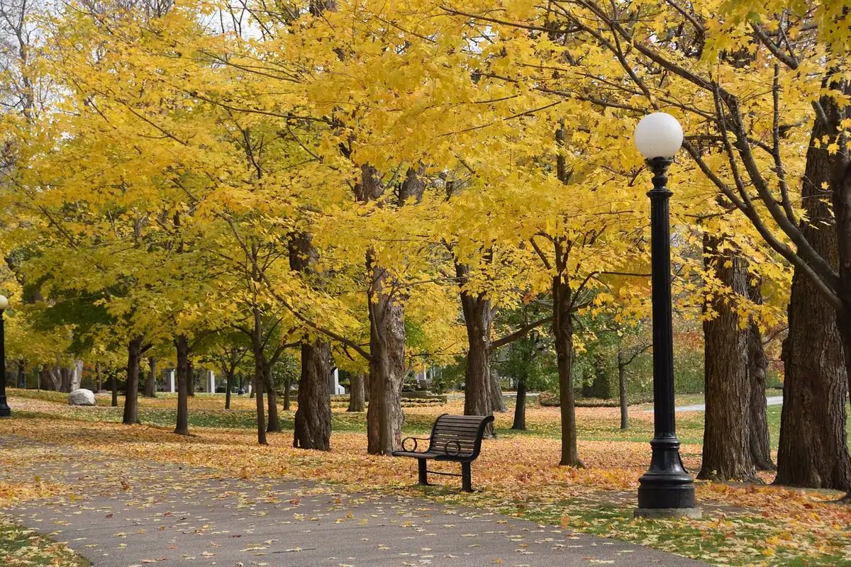 Bancă dintr-un parc public acoperită de frunze căzute într-o zi de toamnă